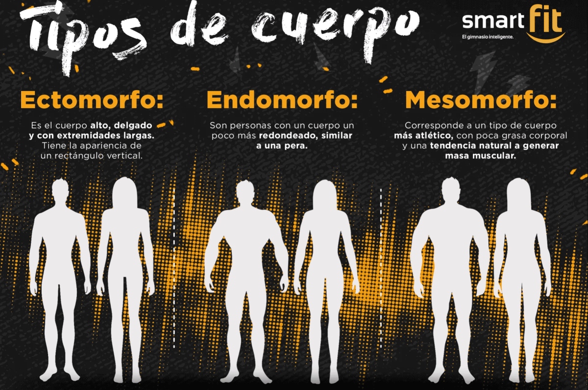 Tipos-de-cuerpo-ectomorfo-mesomorfo-endomorfo – Rutinas Y Consejos Por ...